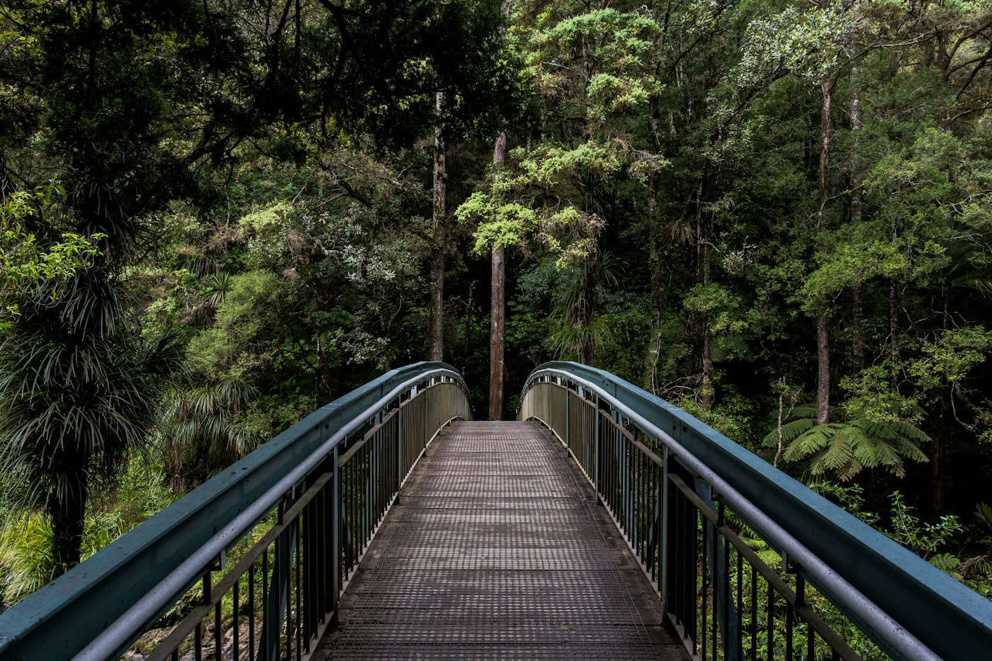 Une passerelle traverse une forêt verdoyante.